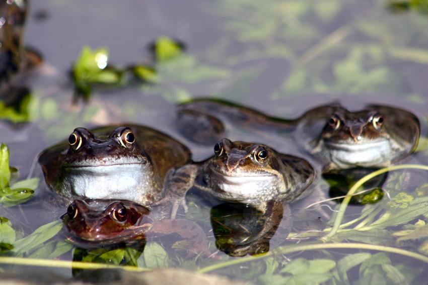 Frogs in Vanda Wellock's garden in Ashton on Mersey. 