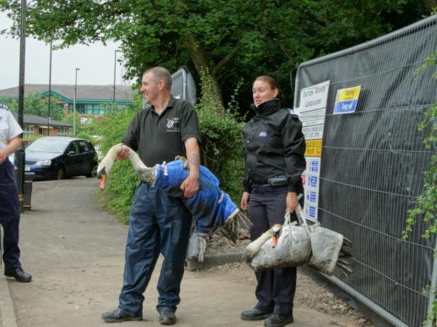 RSPCA officers taking two swans away. Photo provided by Lawrence Coulson