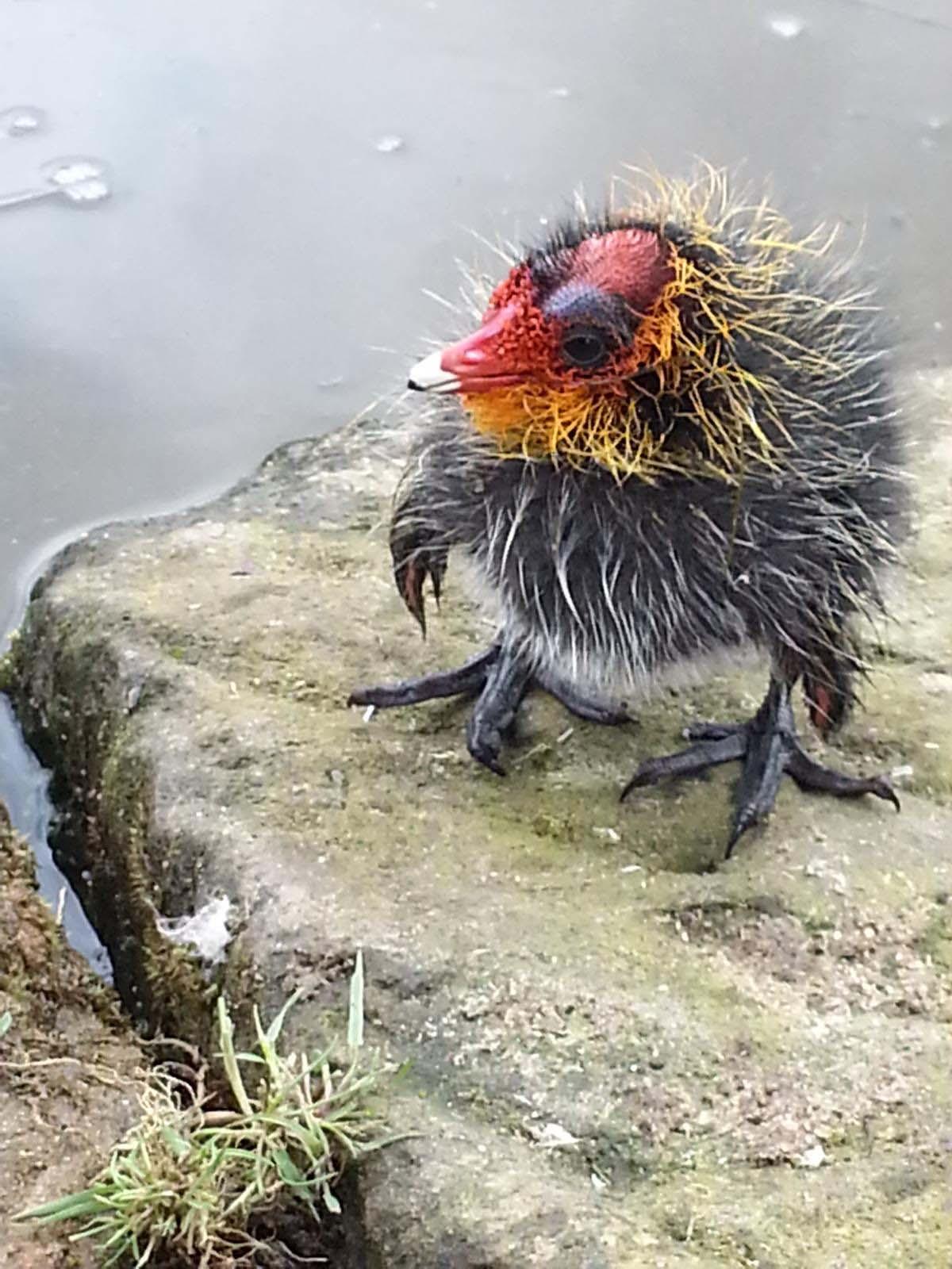 This adorable picture of a baby Coot at Dunham Park was sent in by reader Roy Donaldson from Hale.