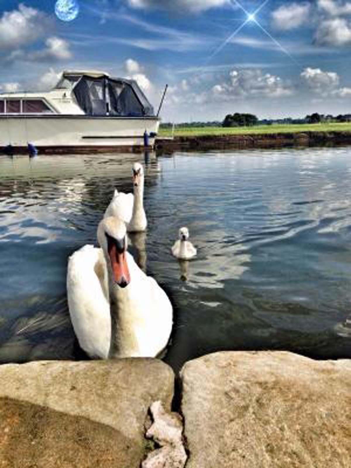 Reader Chris Robinson sent in this lovely picture of swans on the Bridgewater Canal.