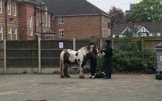 The horse had reportedly been running loose through Sale