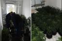 Officers uncovered the farm before seizing the plants
