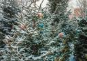 8 places to buy real Christmas trees in and around Trafford