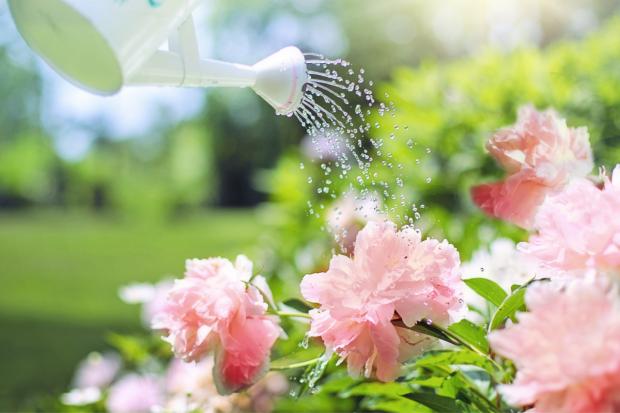 Messenger Newspapers: A watering can watering some pink flowers. Credit: Canva