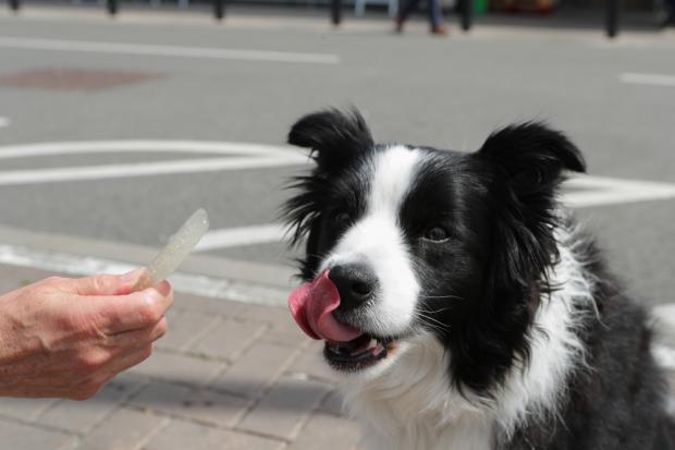 Messenger Newspapers: A dog licking its lips after trying the Woof & Brew Ice Pops (Morrisons)