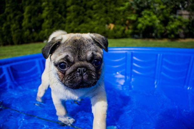 Those are the canine breeds maximum susceptible to heatstroke as UK heatwave hits