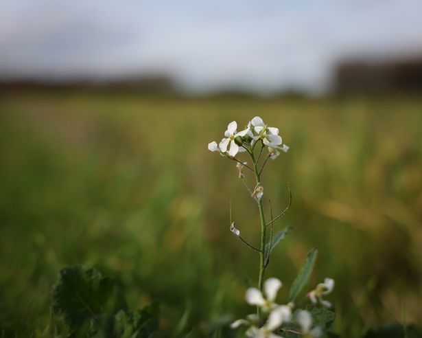 Wildflowers at Carrington Moss (Image: Anthony Moss)