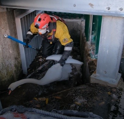 RSPCA rescue swan by using dinghy at Sale Water Park - Vimarsana News