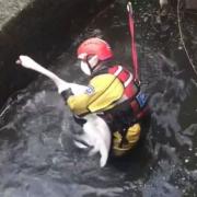 Stephen rescues the swan (Image: RSPCA).