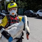 The swan was rescued by RSPCA inspector Deborah Beats (pictured) and animal rescue officer Steve Wickam