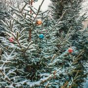 8 places to buy real Christmas trees in and around Trafford