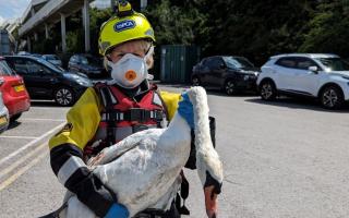 The swan was rescued by RSPCA inspector Deborah Beats (pictured) and animal rescue officer Steve Wickam